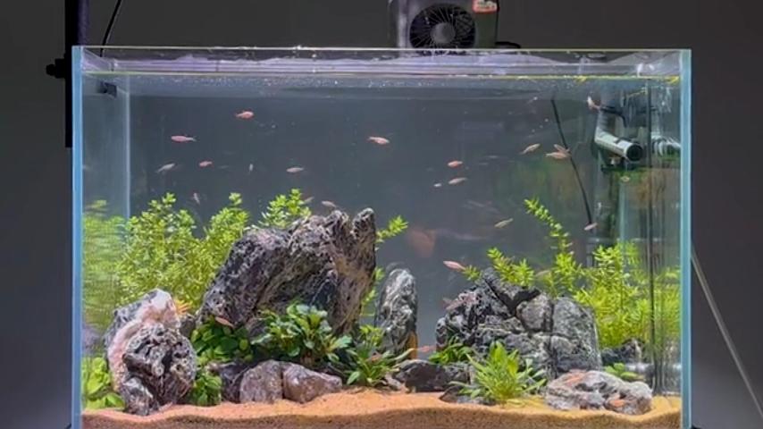 Hygger Aquascaping Tank No. 89 Video Guide