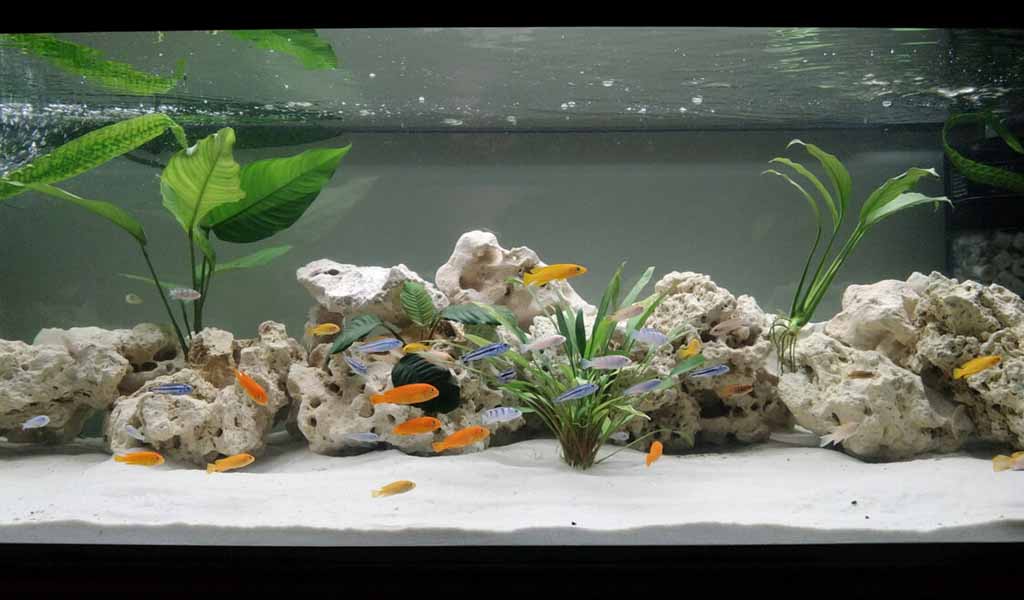 Slate Shale for African Cichlid