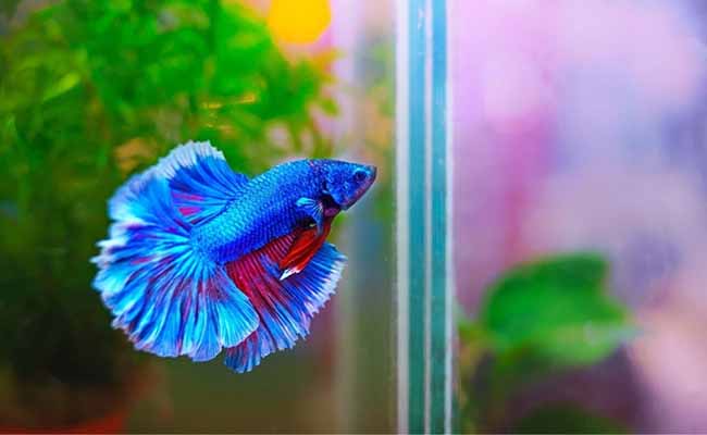 Betta fish