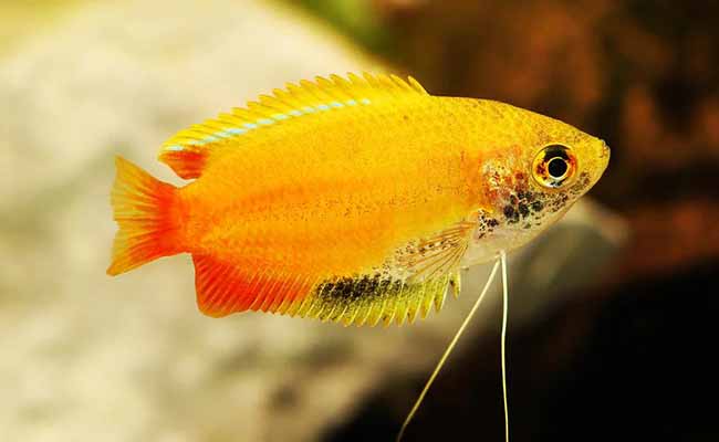 Honey Gourami