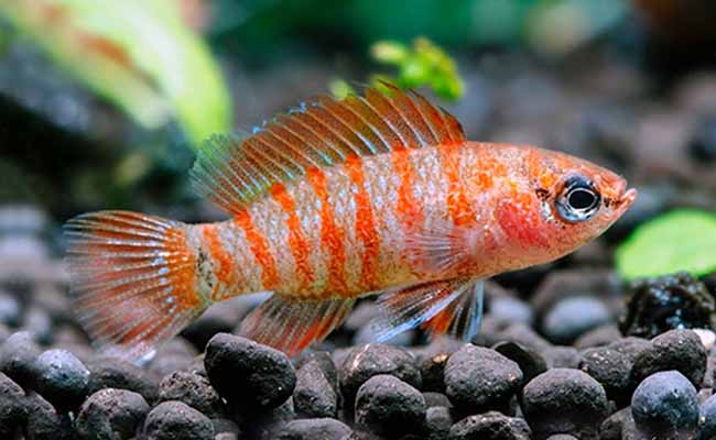 Scarlet Badis