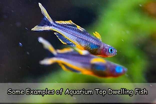 Some Examples of Aquarium Top Dwelling Fish