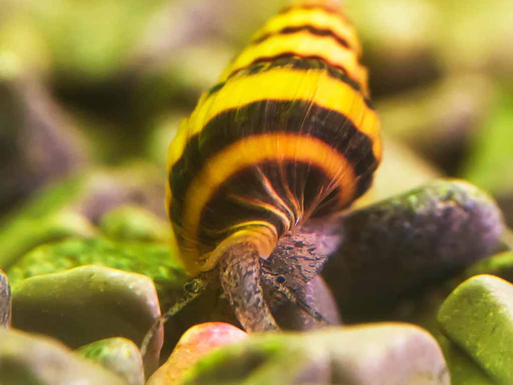 assassin snail