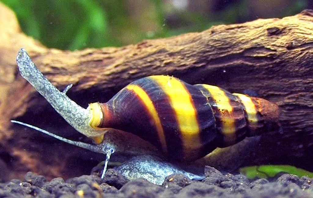 what do assassin snails eat