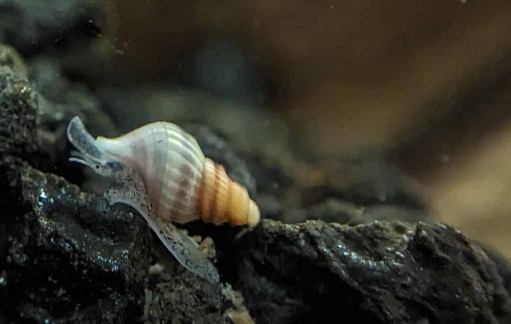 Natural Snail Predators