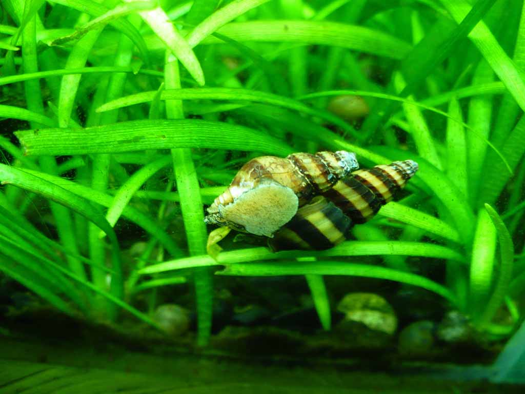 control snails in tanks