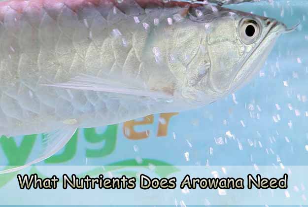 What Nutrients Does Arowana Need