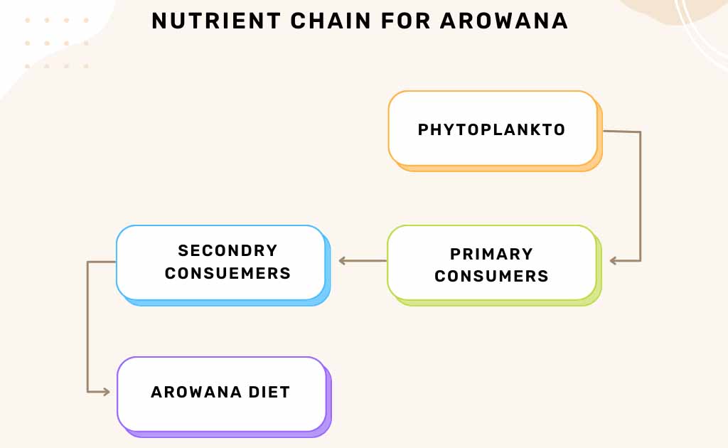 nutrients for arowana