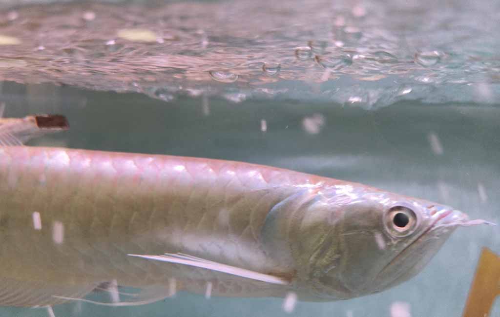 best food for arowana