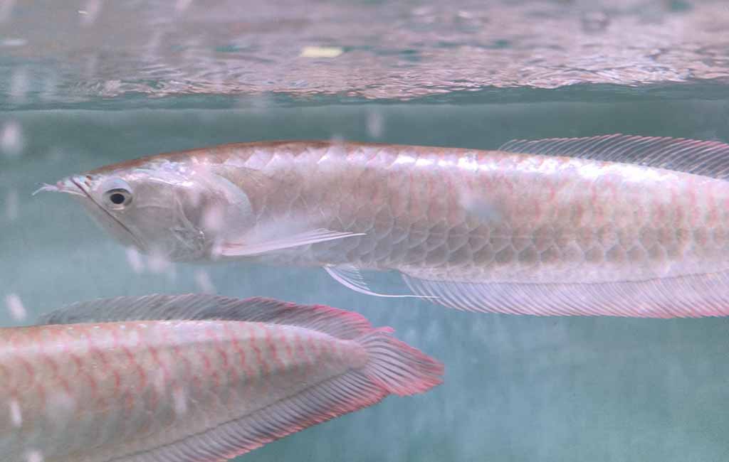 Feeding schedule for Arowana