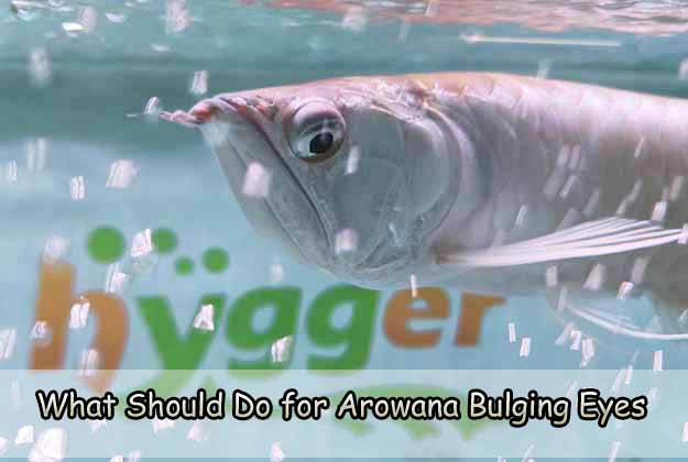 What Should Do for Arowana Bulging Eyes