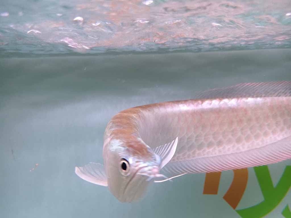 Silver pink fish