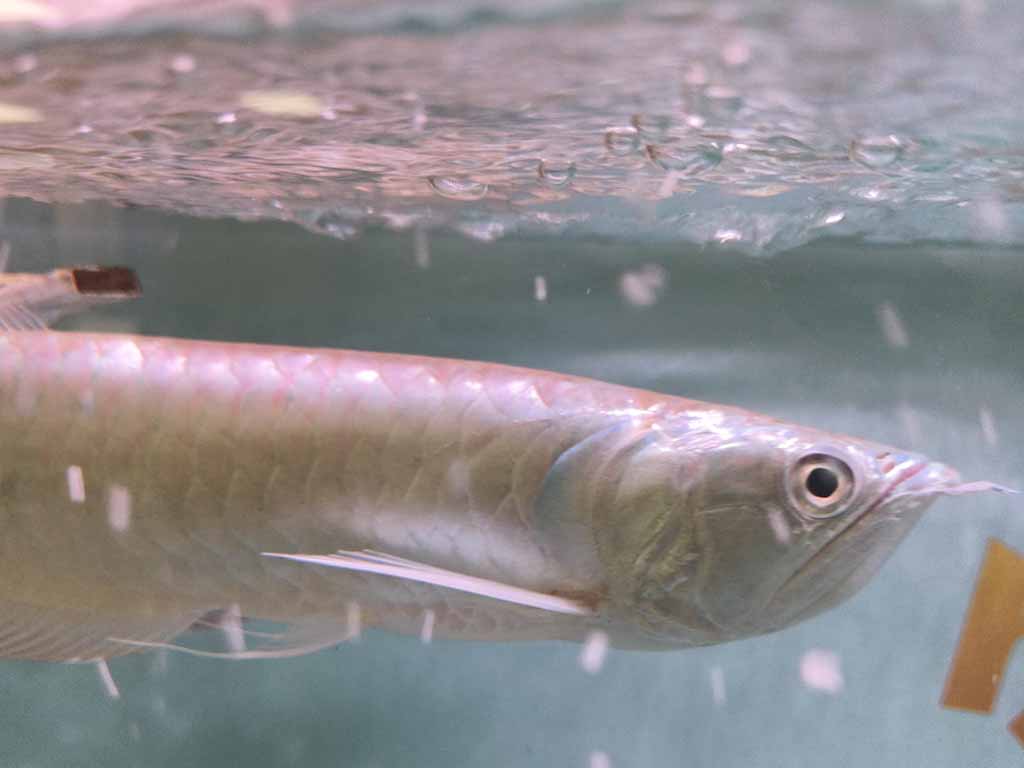 Arowana eyes disease