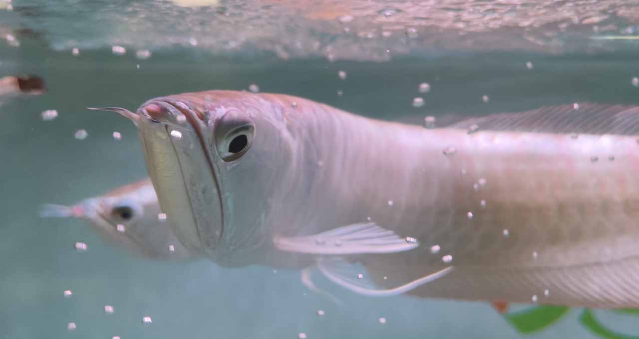 arowana bulging eyes