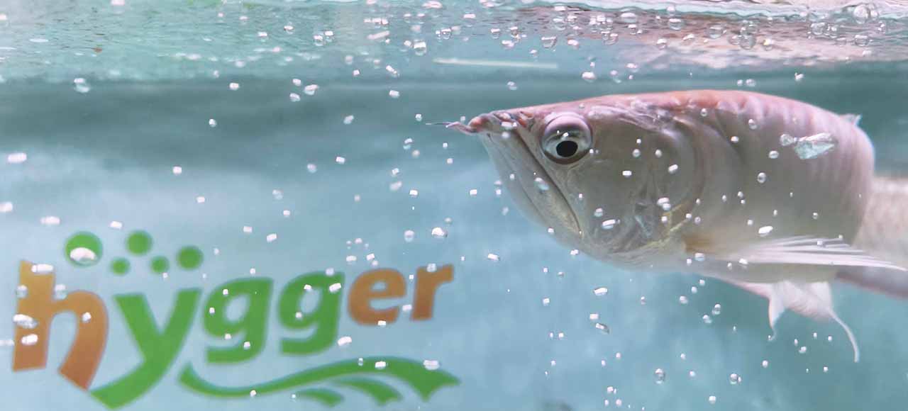 bulging eyes arowana treatment