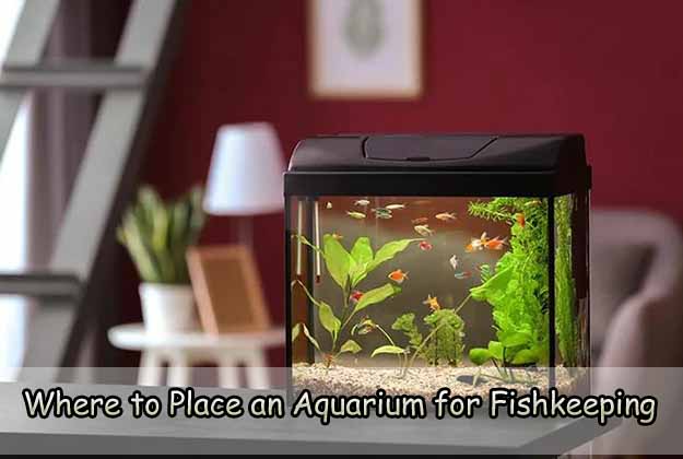 Where to Place an Aquarium for Fishkeeping