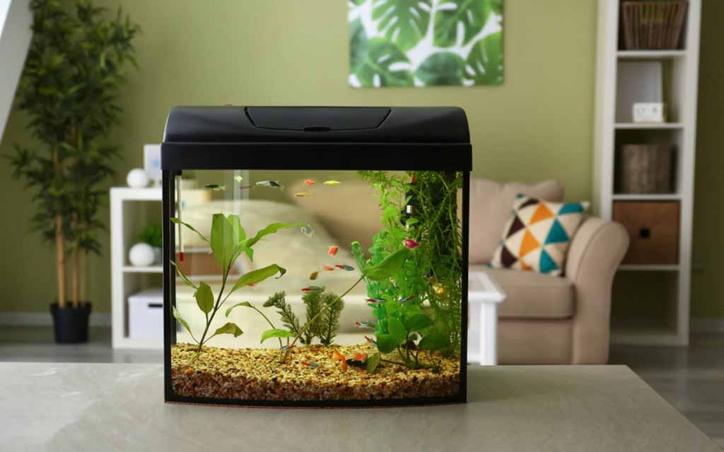 best place to put an aquarium