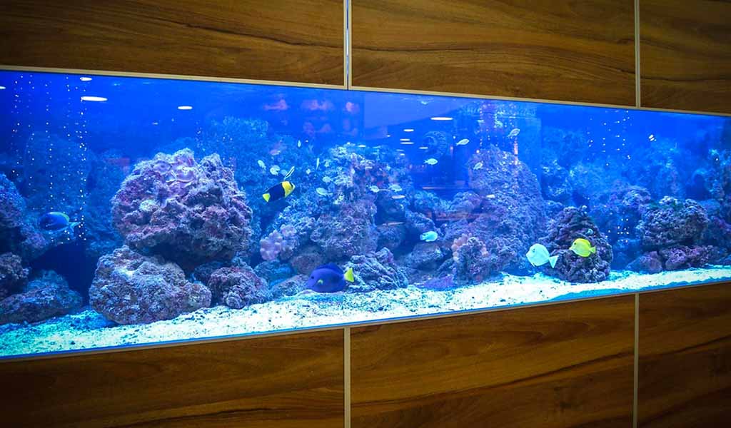 Wall aquariums