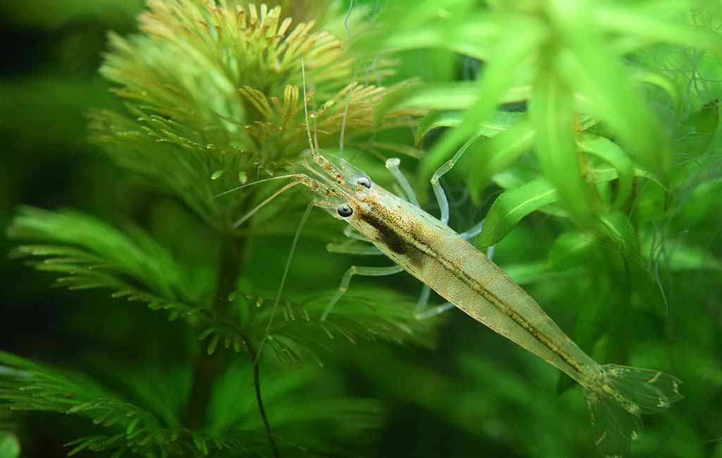 Cabomba furcata and shrimp