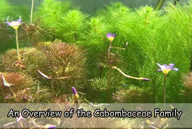 An Overview of the Cabombaceae Family