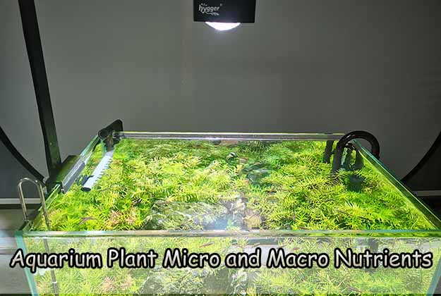 Aquarium Plant Micro and Macro Nutrients