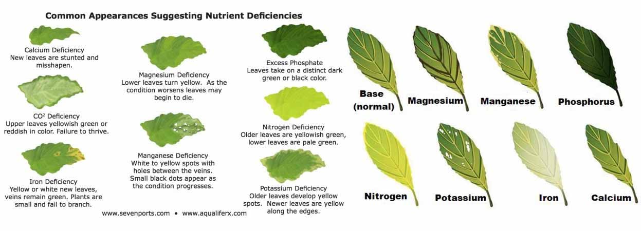 planted aquarium nutrients