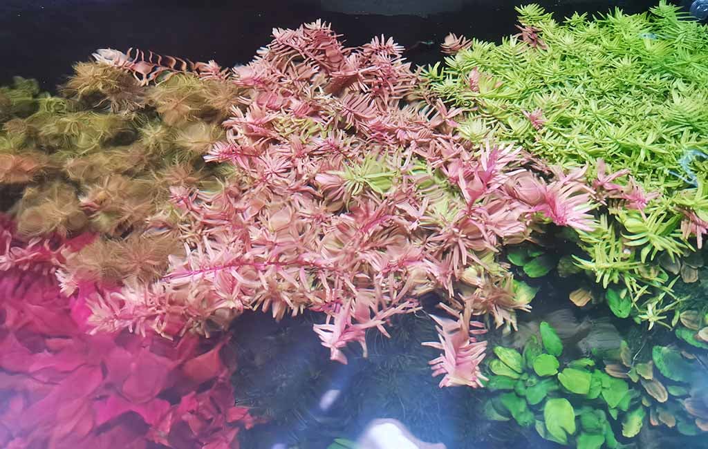 aquarium plant nutrients