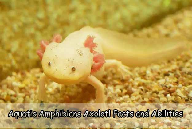 Aquatic Amphibians Axolotl Facts and Abilities