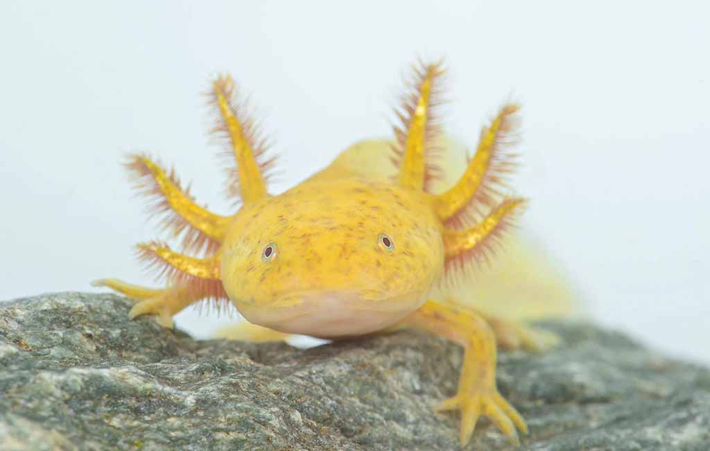 Aquatic Amphibians Axolotl 