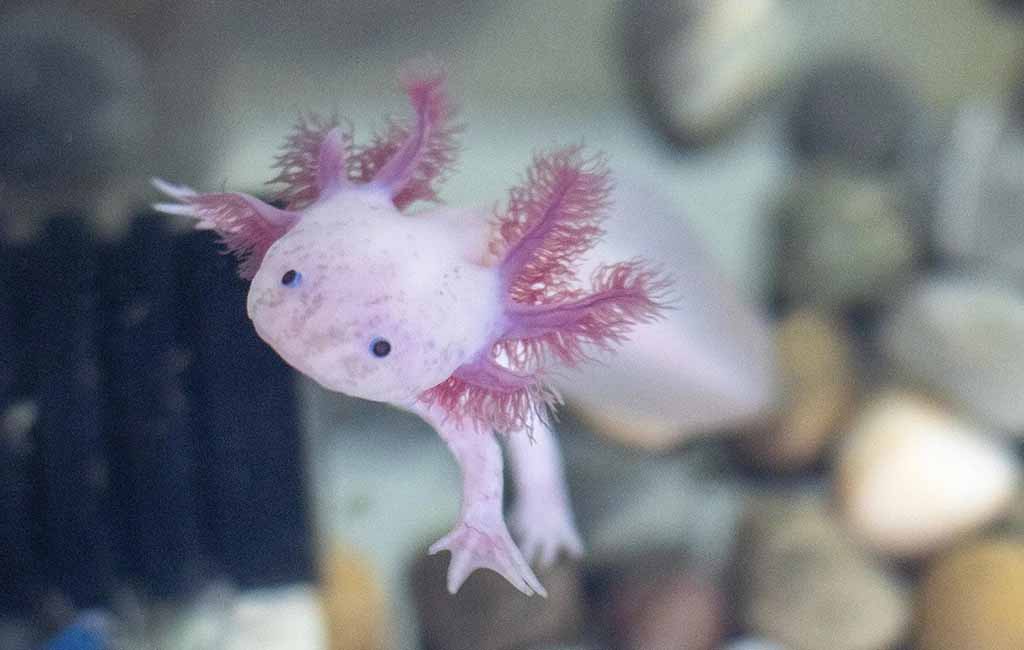 axolotl facts