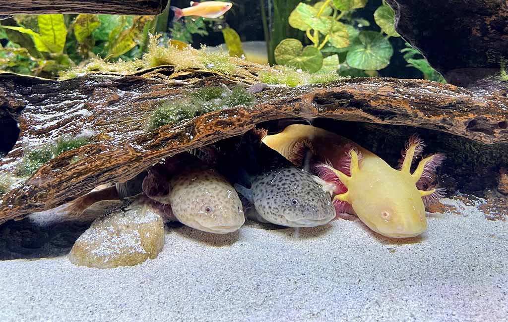 axolotl lifespan