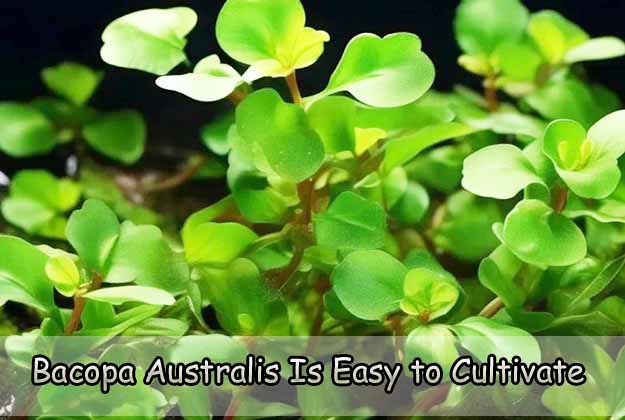 Bacopa Australis Is Easy to Cultivate