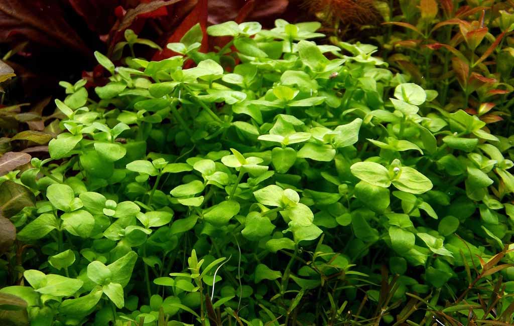 bacopa australis aquarium plant care