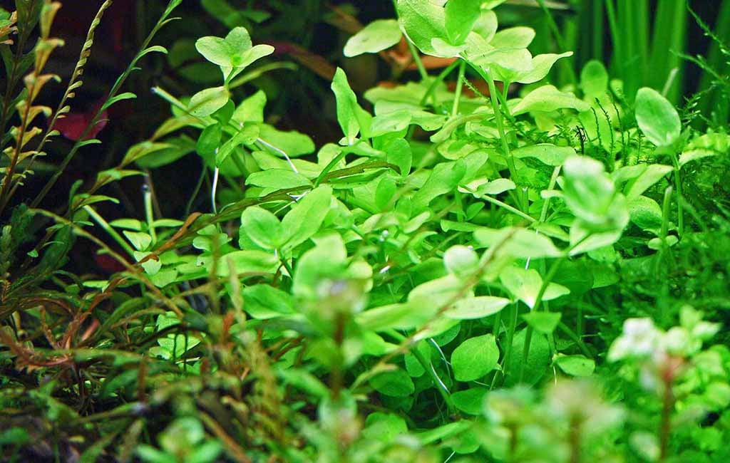 Lighting for Bacopa Australis