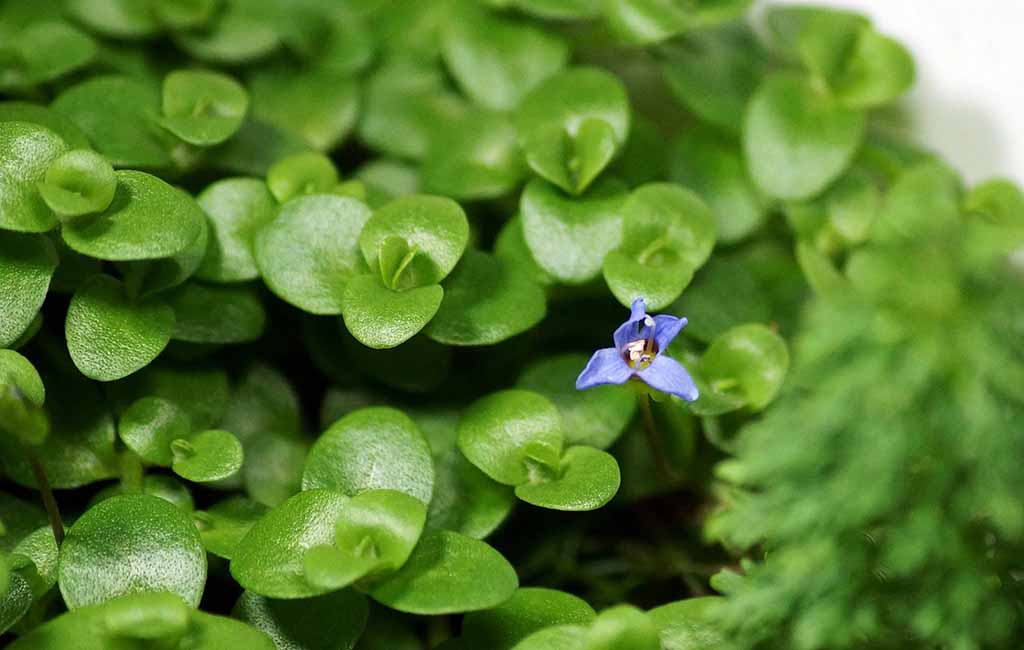 Emersed Bacopa australis