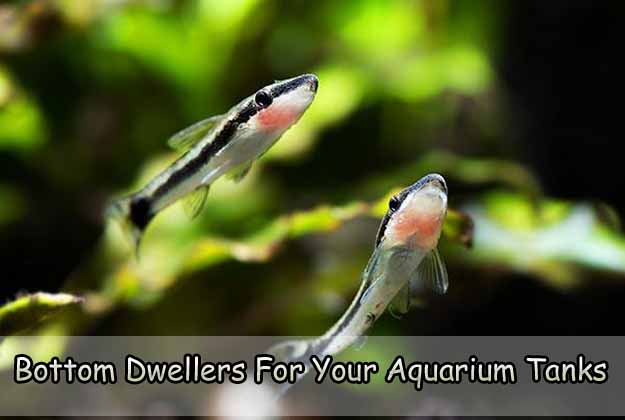 Bottom Dwellers For Your Aquarium Tanks