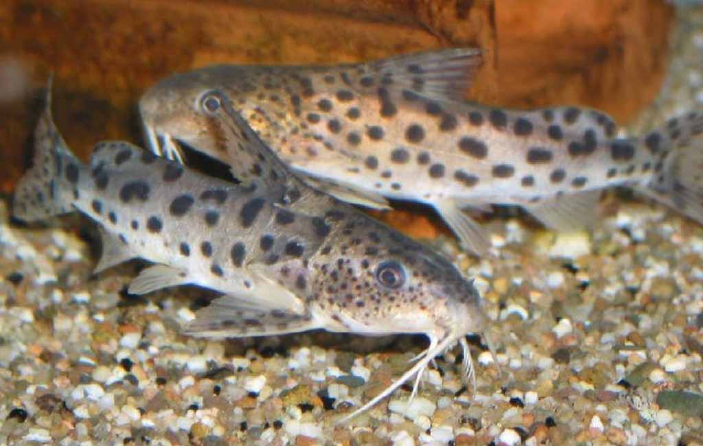 Bottom dwelling catfish