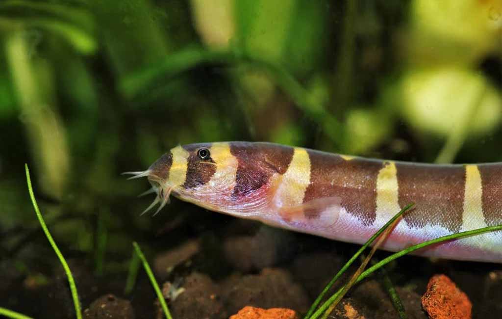 Bottom dwellers Kuhli Loach