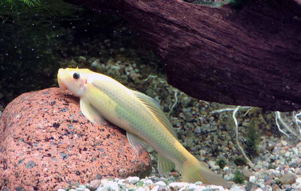 Bottom dwellers Goby fish