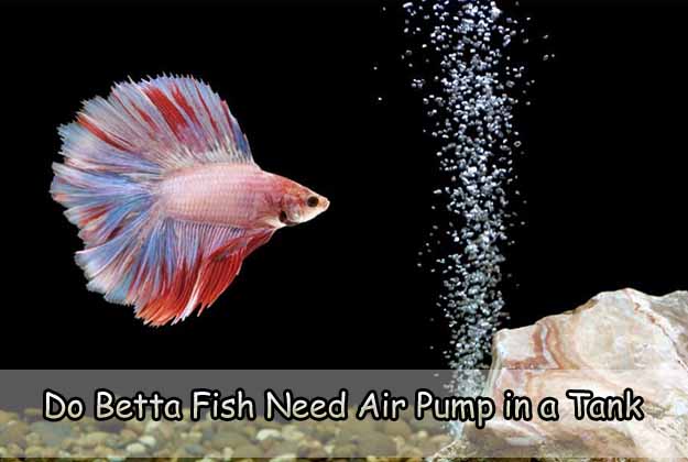 Do Betta Fish Need Air Pump in a Tank