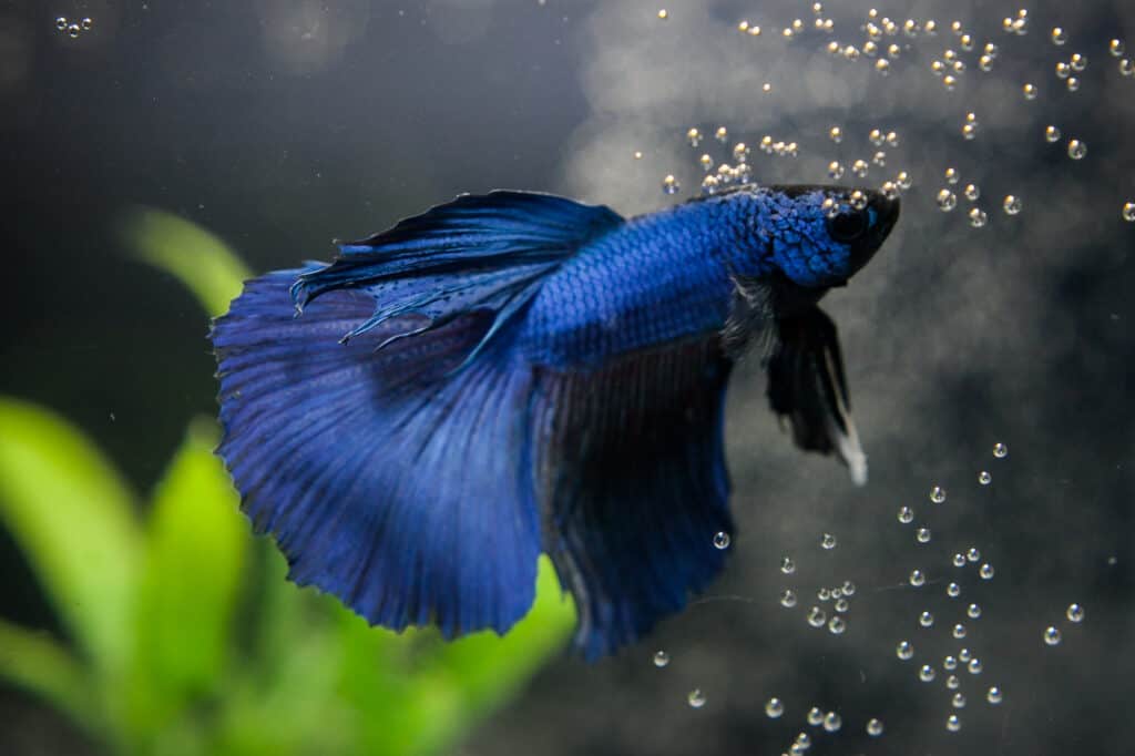 Betta and air pump