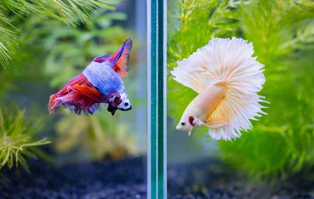 Betta fish are strong swimmers