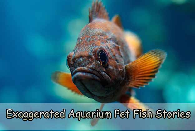 Exaggerated Aquarium Pet Fish Stories