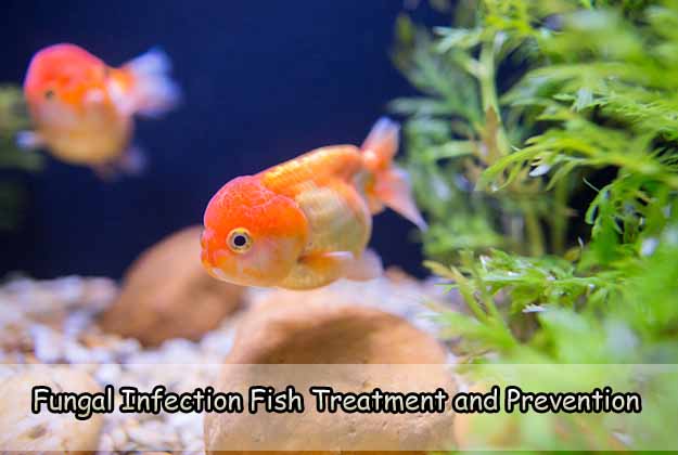 Fungal Infection Fish Treatment and Prevention