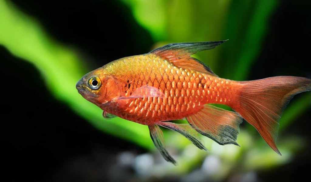 Fungal infection in fish