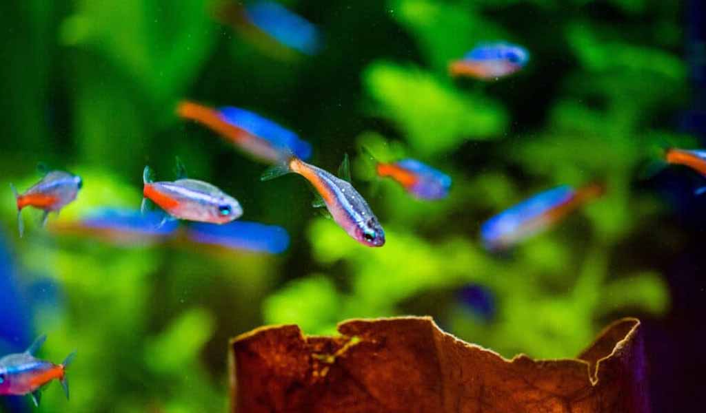 Prevent fungal infection in fish