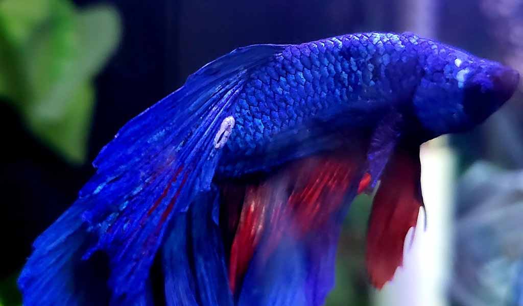 Betta fish fungal infection​