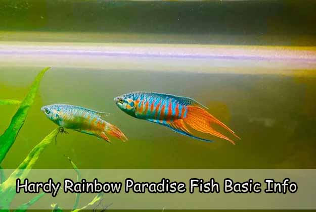 Hardy Rainbow Paradise Fish Basic Info