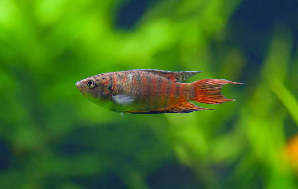 Caring for Paradise fish