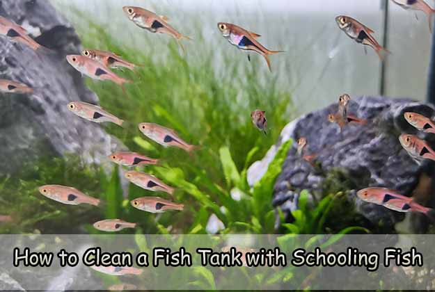 How to Clean a Fish Tank with Schooling Fish